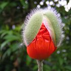 Mohn