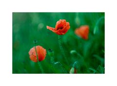 mohn