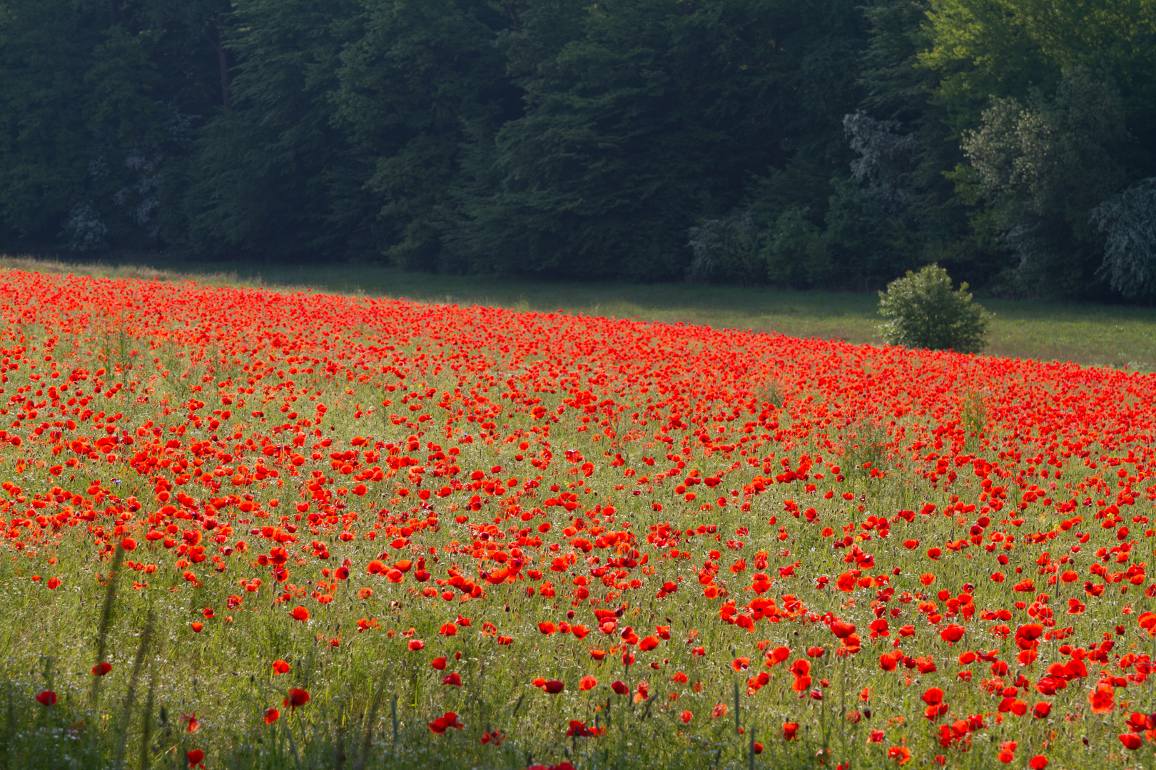 Mohn