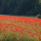 Mohn