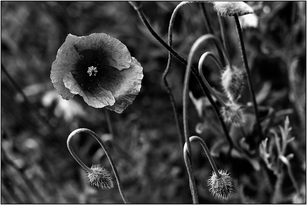 Mohn