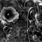 Mohn