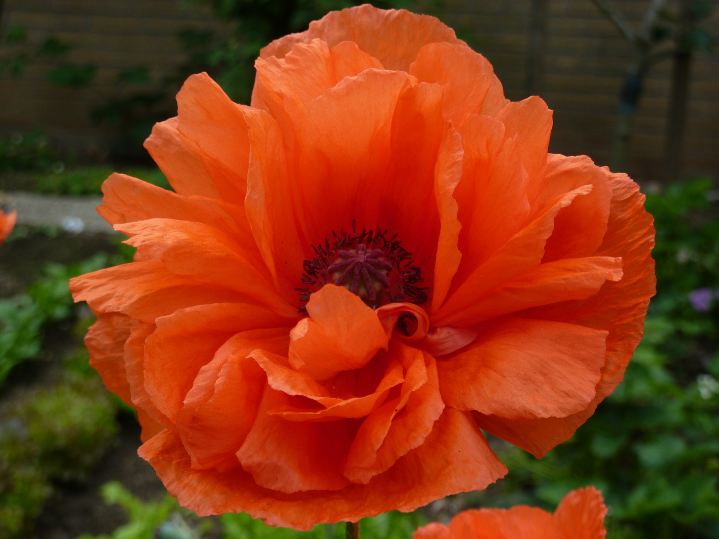 Mohn