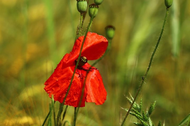 Mohn