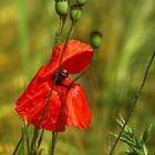 Mohn