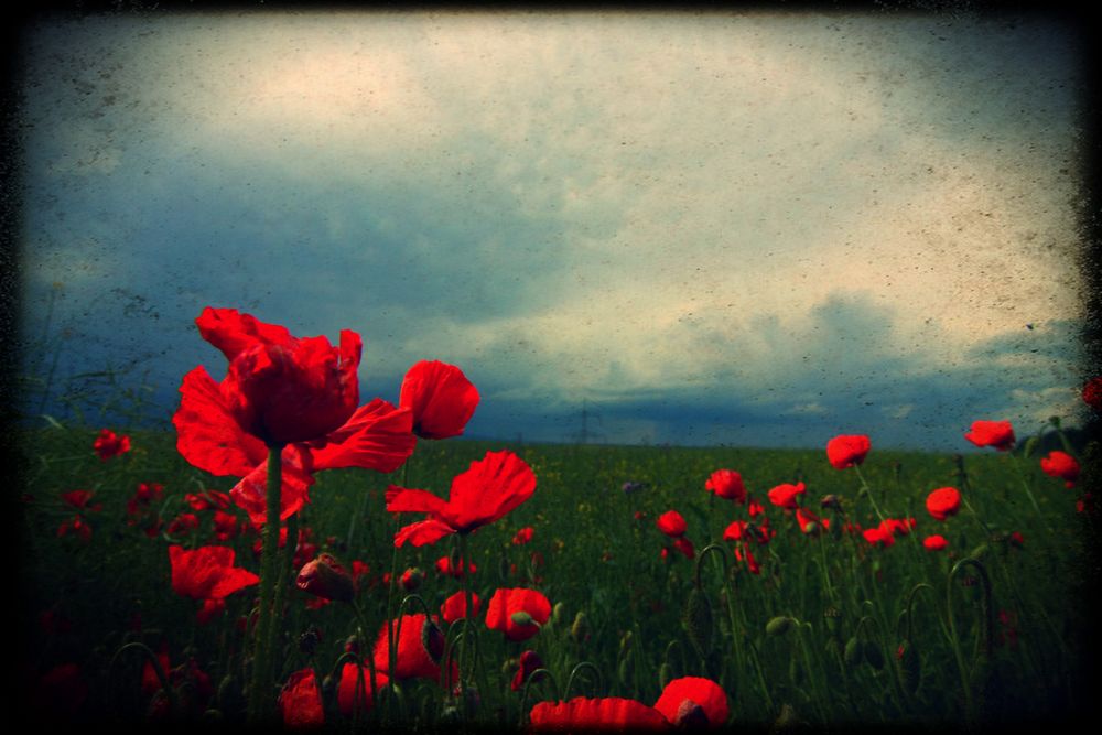 Mohn