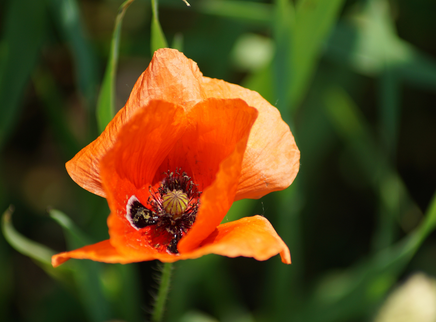 Mohn