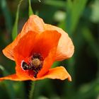 Mohn