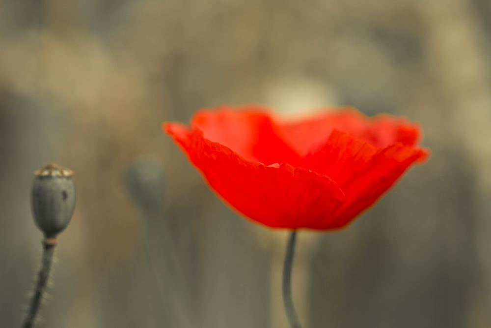 Mohn