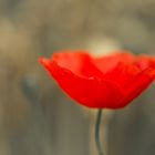 Mohn