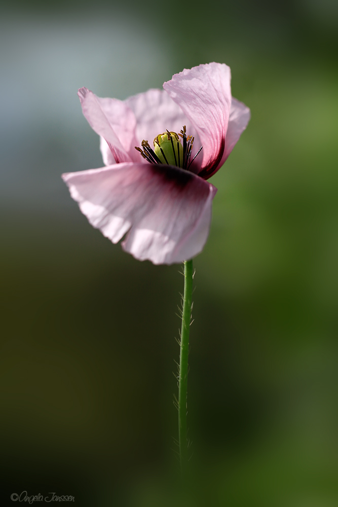 Mohn