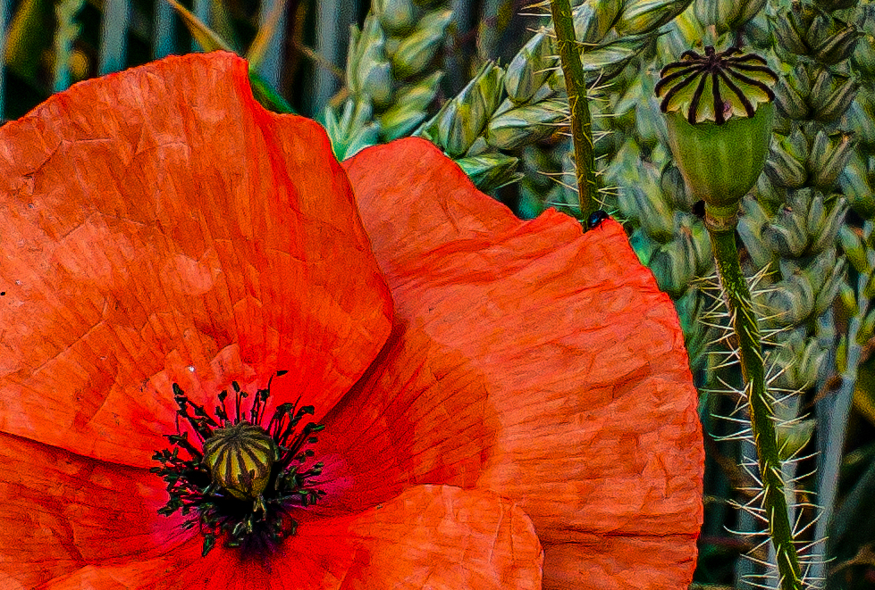 Mohn