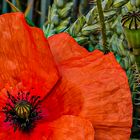 Mohn