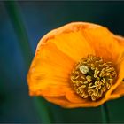 Mohn