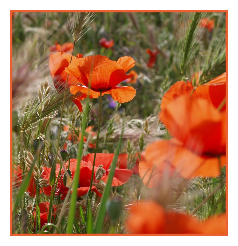 Mohn