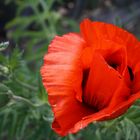 Mohn .....