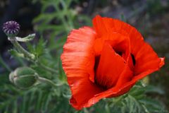 Mohn .....