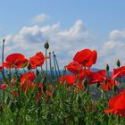 Mohn