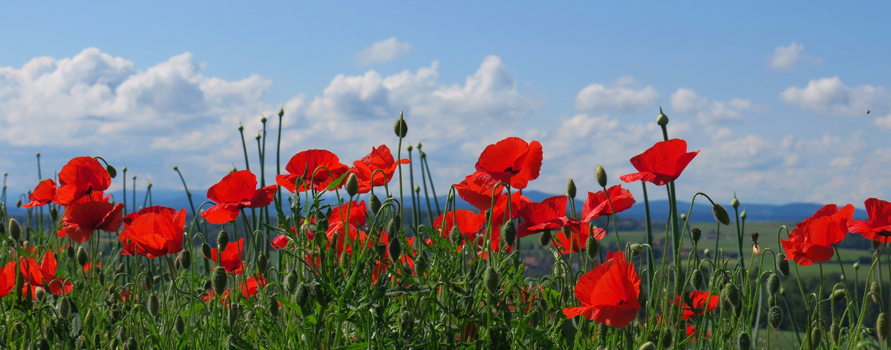 Mohn