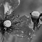 mohn ...