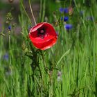 Mohn