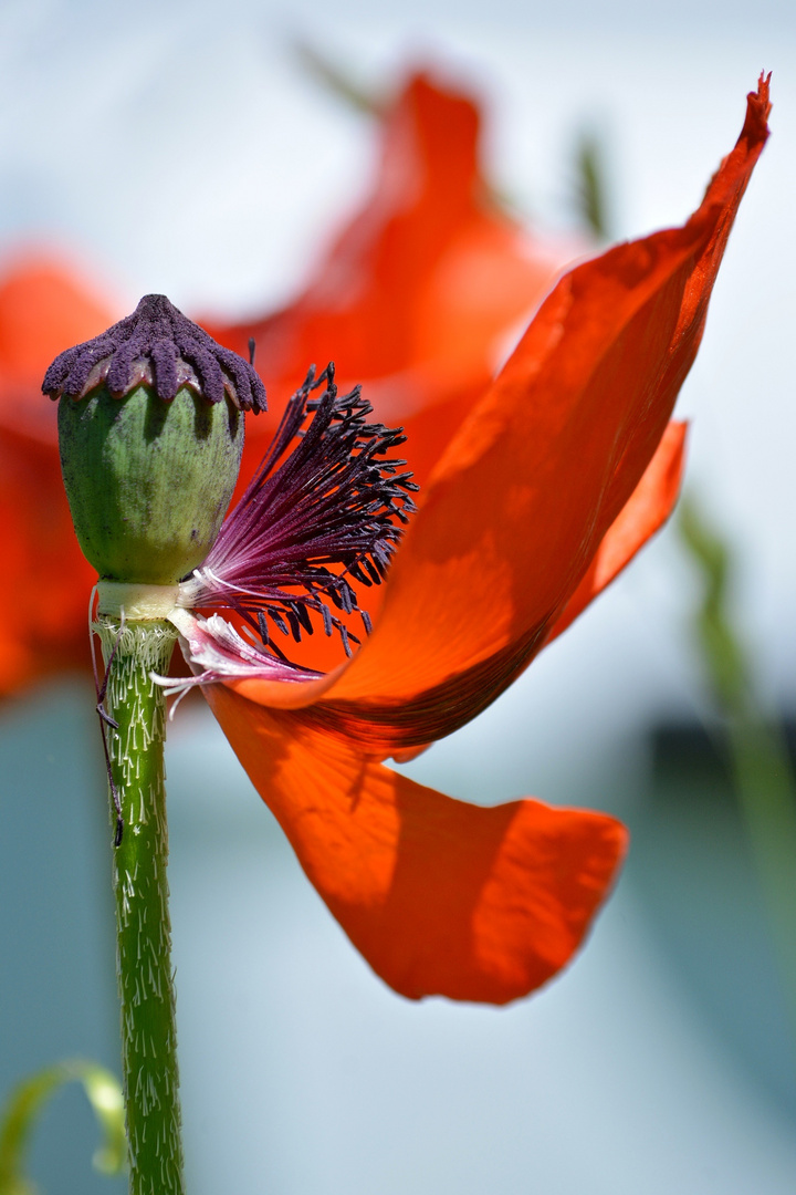 Mohn