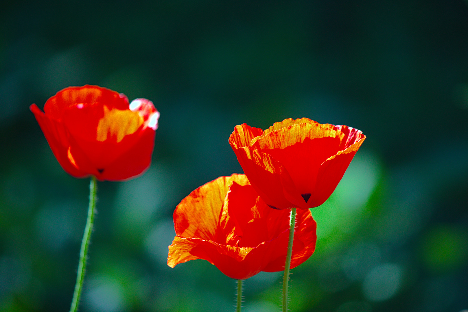 Mohn