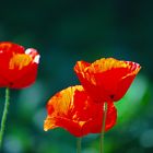 Mohn