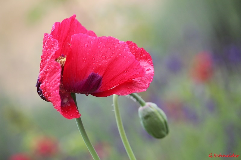 Mohn