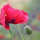 Mohn