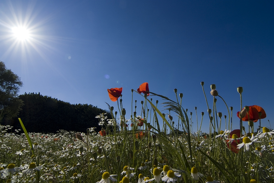 Mohn