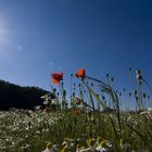 Mohn