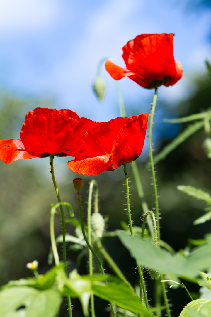 Mohn