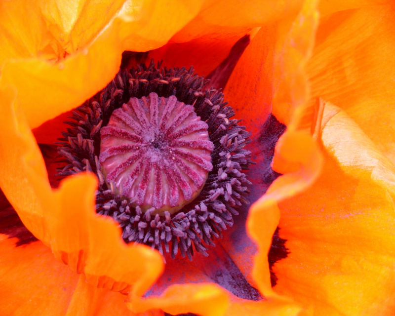 Mohn