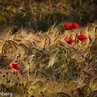 ~~ Mohn ~~