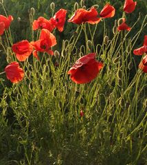 Mohn