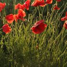 Mohn