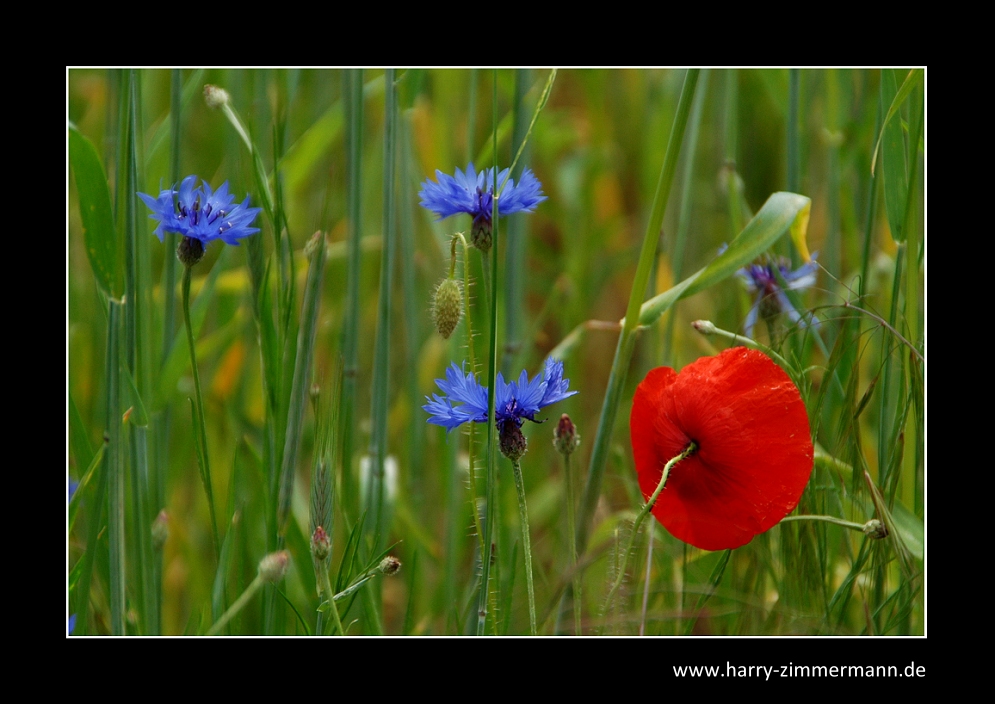 - Mohn -