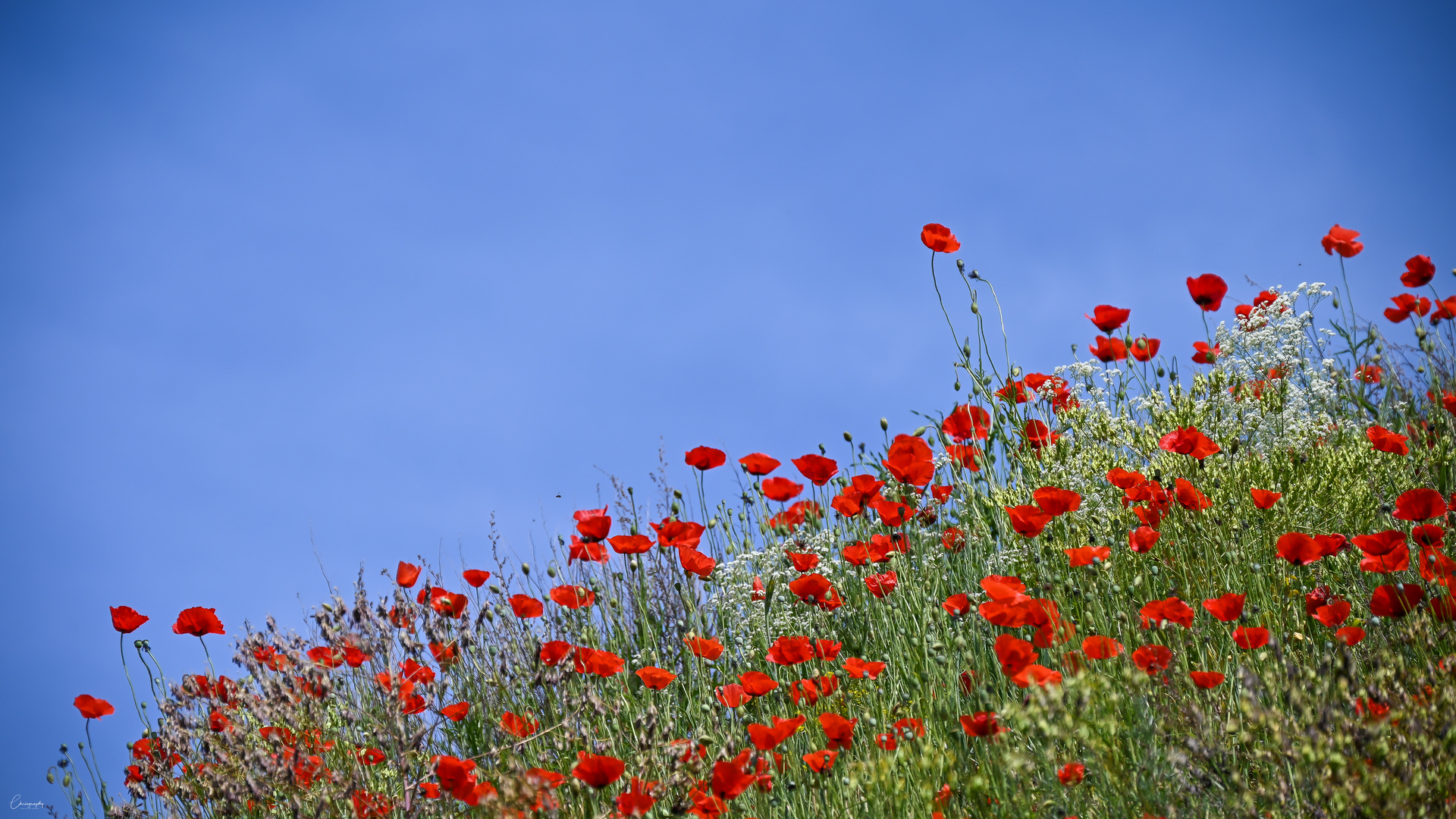 Mohn