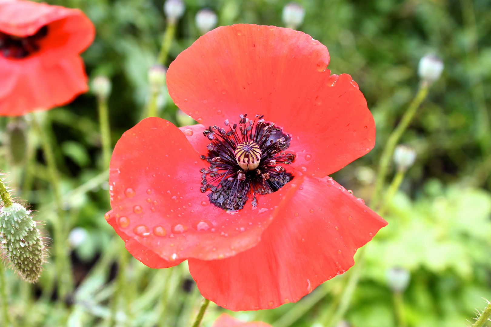 Mohn +