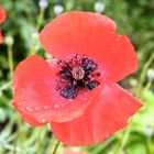 Mohn +