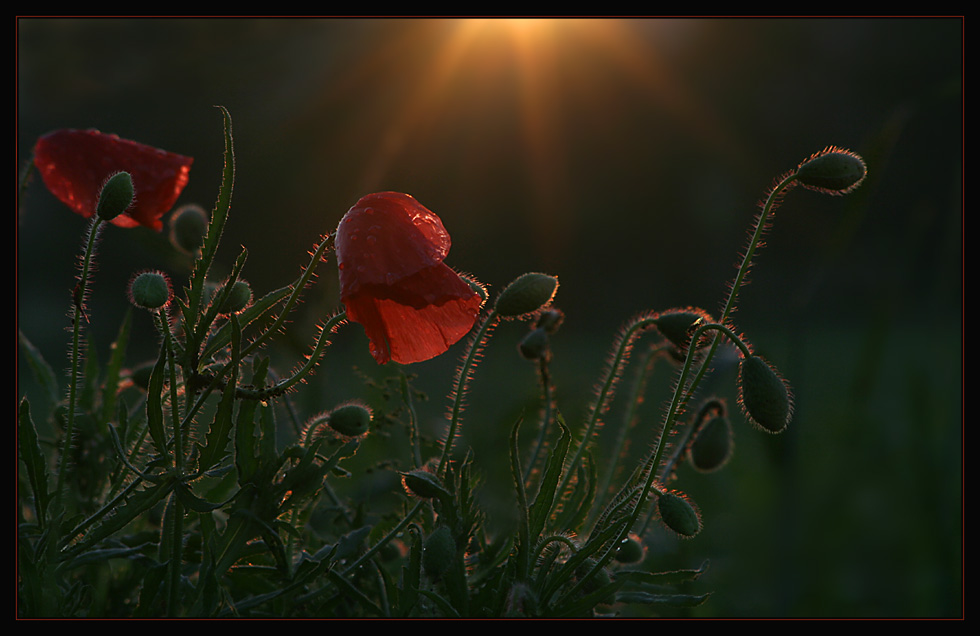 Mohn