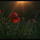 Mohn