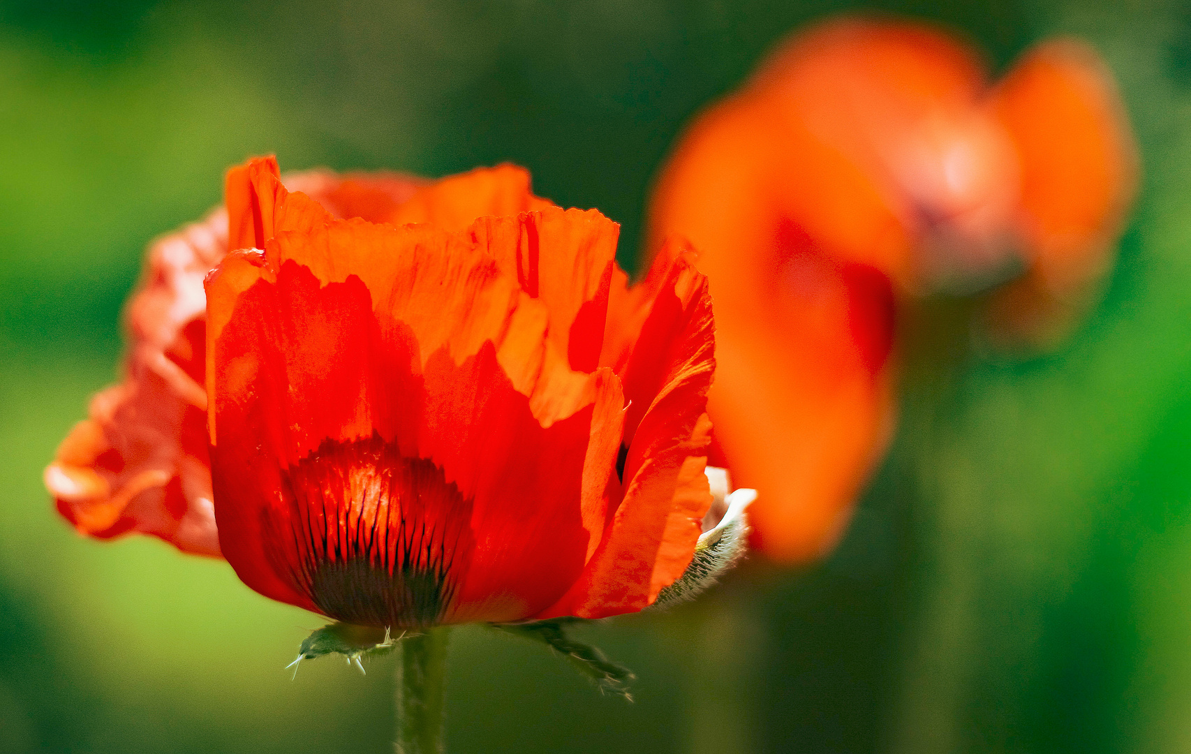 Mohn