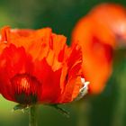 Mohn