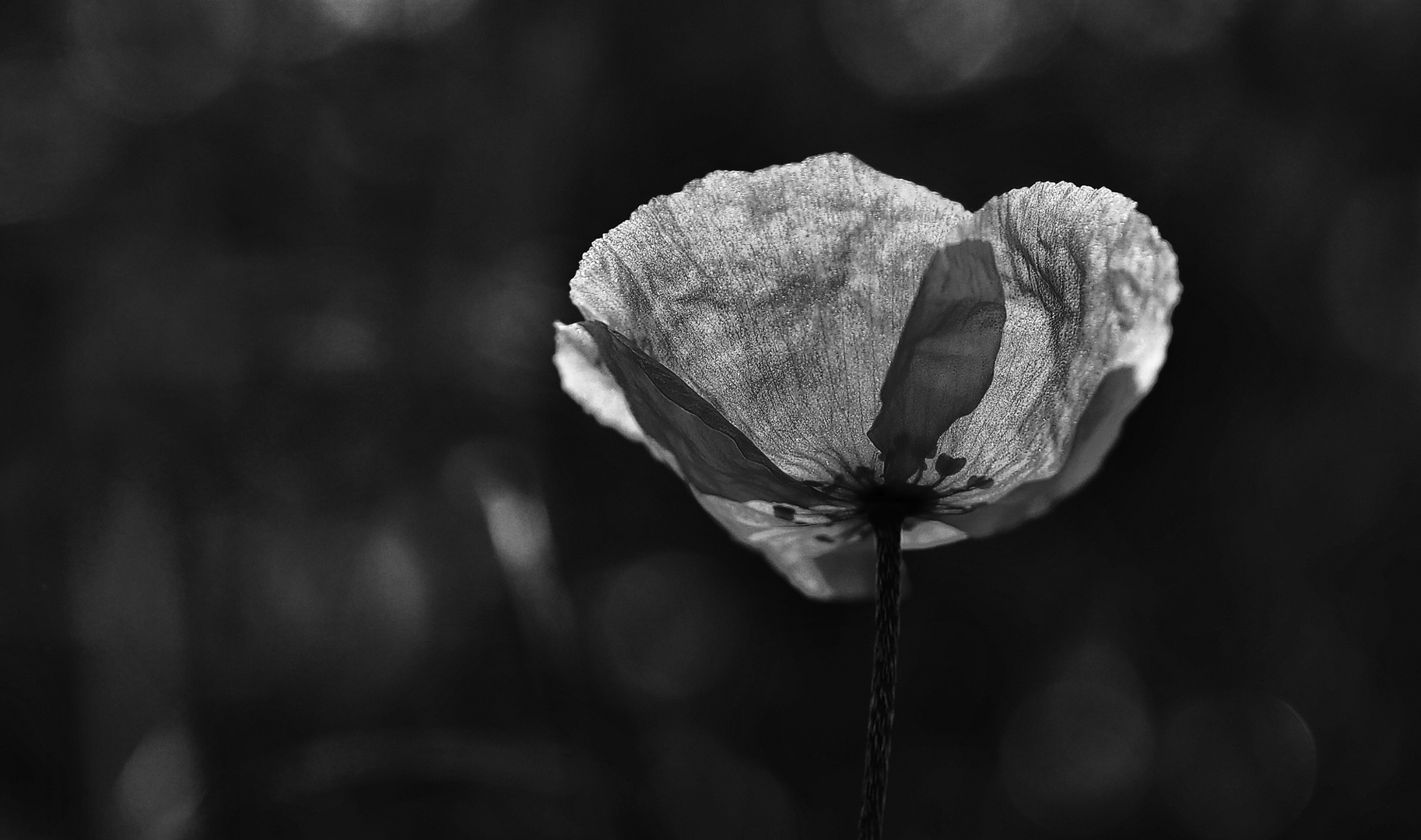 ... mohn                 