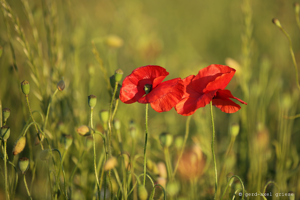 Mohn