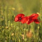 Mohn