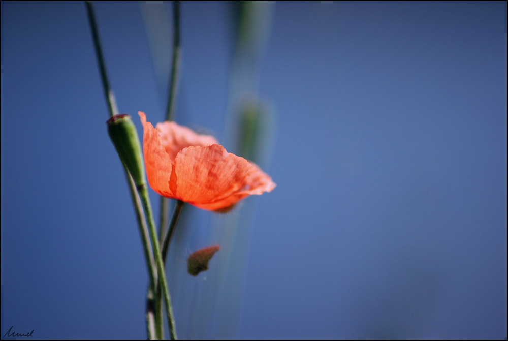 ...mohn...