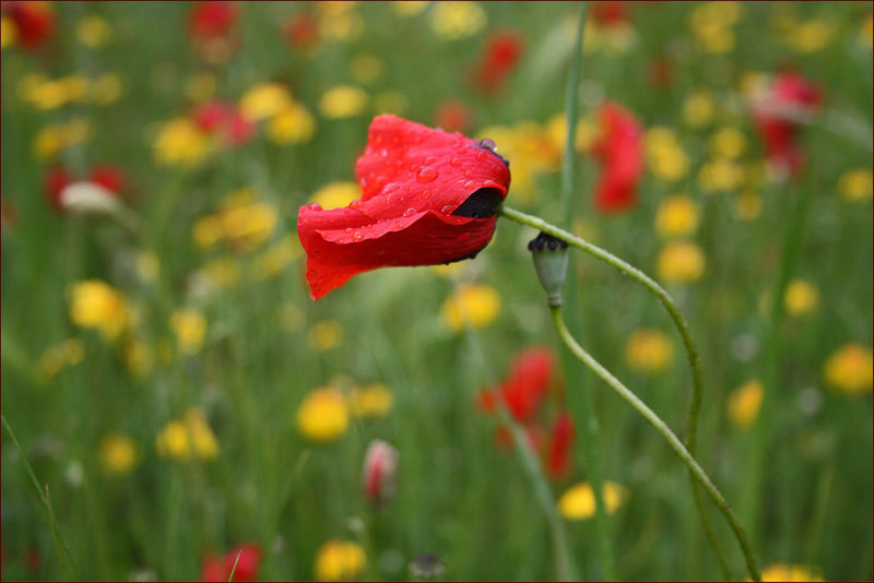 Mohn